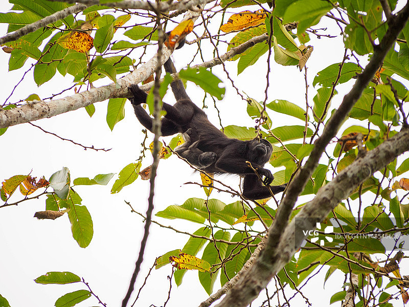 在巴拿马城郊外的索贝拉尼亚国家公园里的吼猴图片素材