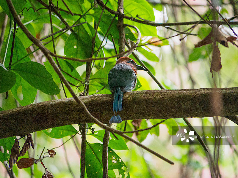 巴拿马城索贝拉尼亚国家公园外的鸟图片素材