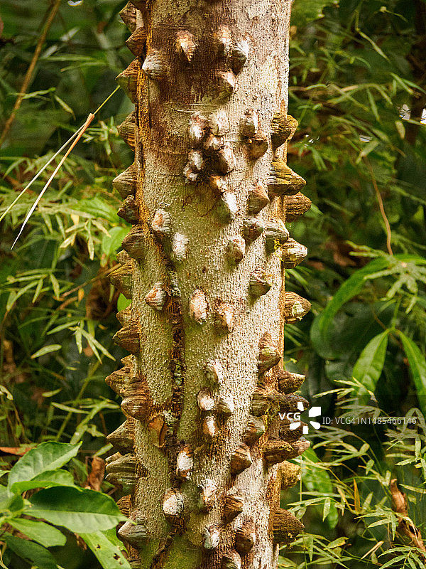 巴拿马城索韦拉尼亚国家公园图片素材