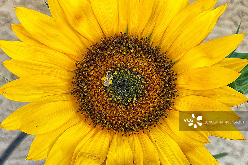 美国亚利桑那州坦佩向日葵特写图片素材