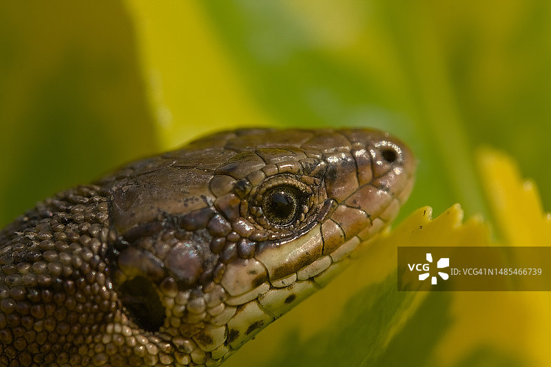 法国卫矛上的墙蜥蜴特写图片素材