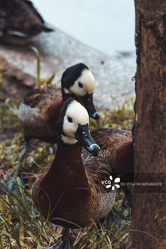 田野里的鸭子特写图片素材