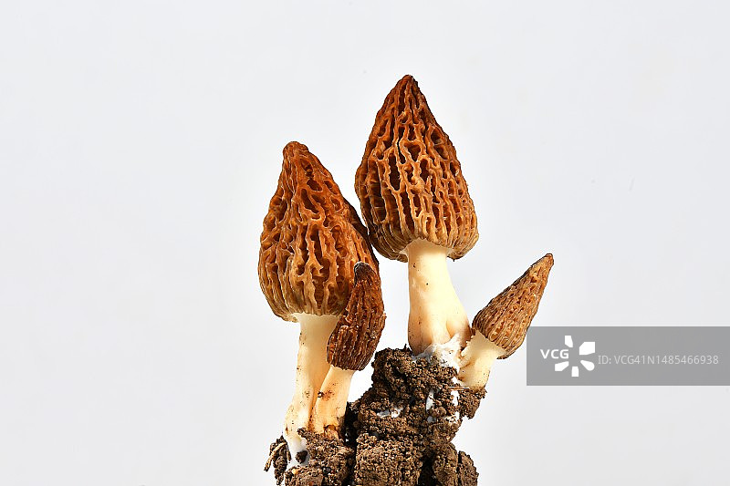 白色背景上的蘑菇特写，法国图片素材