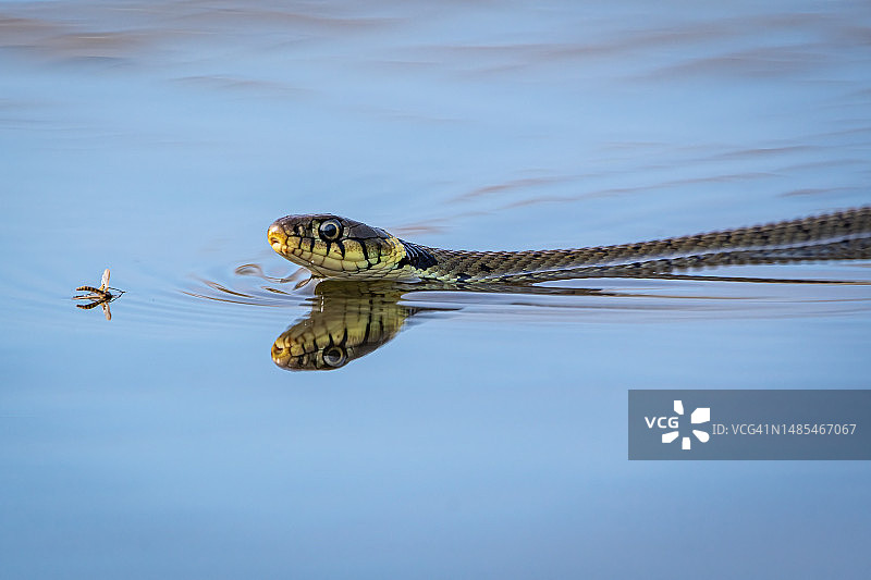 英国翠鸟图片素材