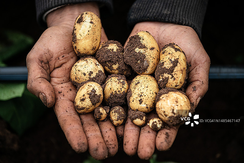 女子手持土豆的腰部特写图片素材