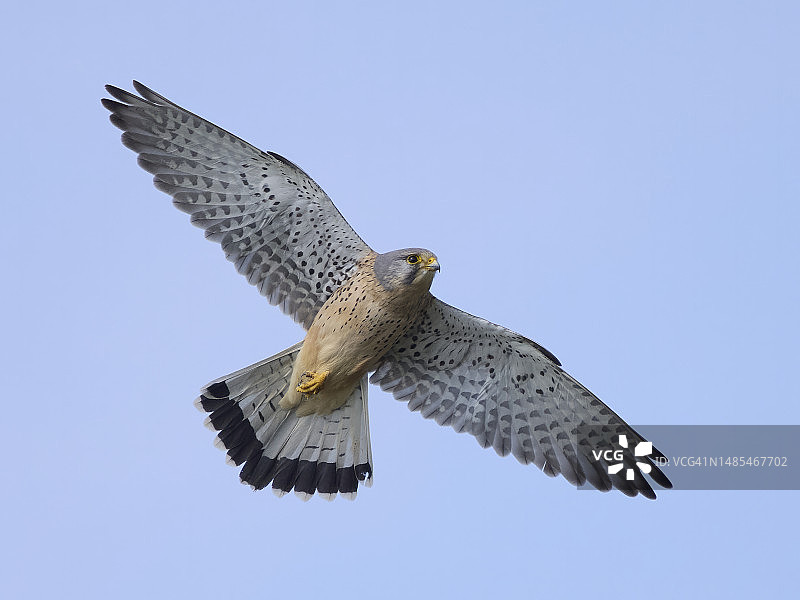 英国斯托马基特：飞翔的鹰图片素材