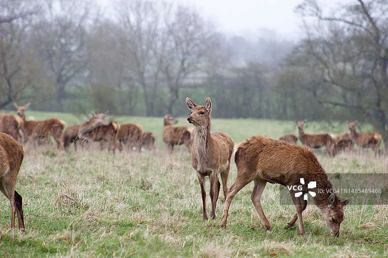 站立在田野上的鹿的画像，英国达灵顿图片素材