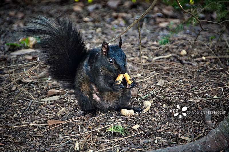 灰色松鼠在加拿大田野里吃食物的特写图片素材