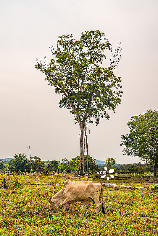 哥伦比亚亚马逊地区的树下的奶牛图片素材