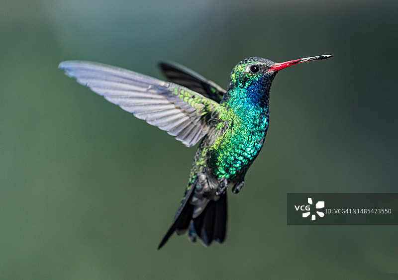 宽嘴蜂鸟图片素材