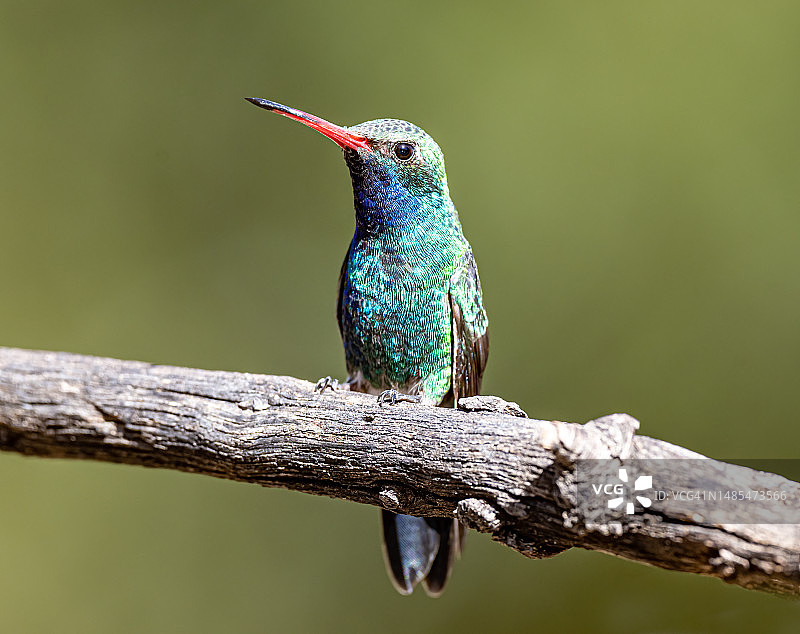 宽嘴蜂鸟图片素材