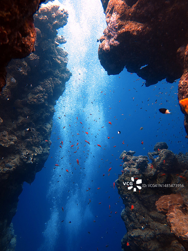 埃及达哈布海中水下岩石与金色鱼群的低角度景观图片素材