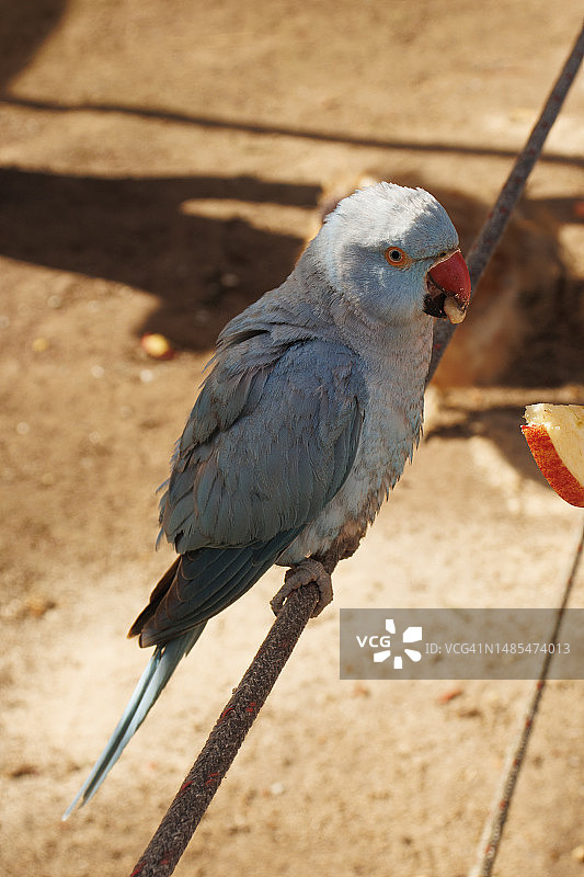 栖息在澳大利亚首都领地堪培拉栏杆上的鹦鹉特写图片素材