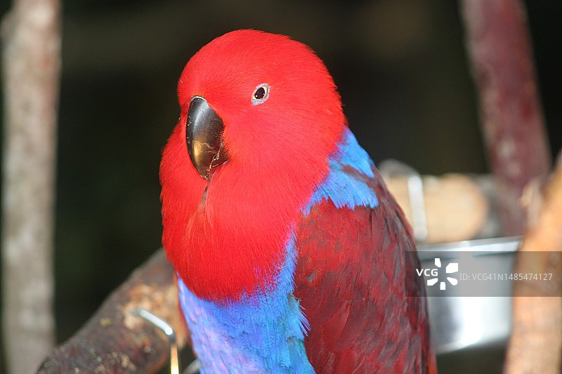 近距离拍摄户外栖息的折衷鹦鹉，南非图片素材