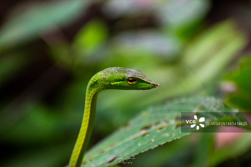蜥蜴在植物上的特写图片素材