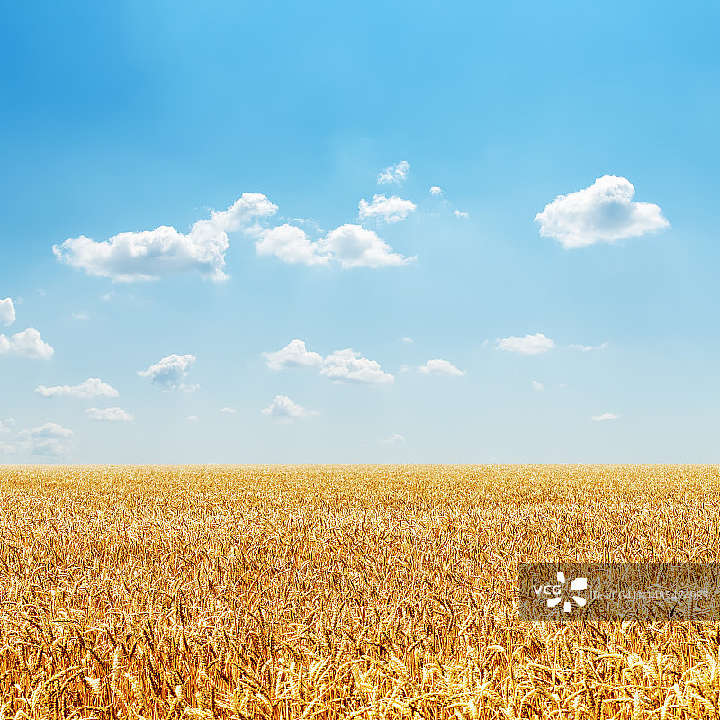 罗马尼亚金色丰收的田野和多云的天空图片素材