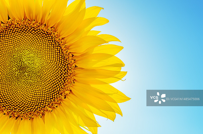 晴空下的向日葵特写，罗马尼亚图片素材