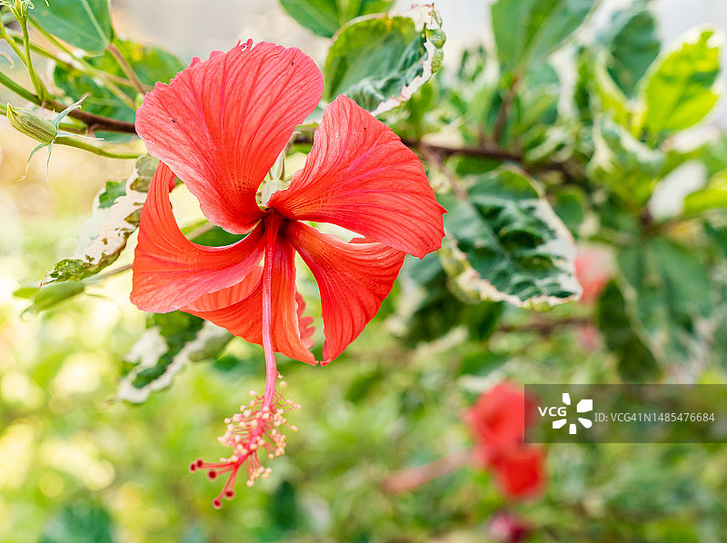 鲜艳的红色芙蓉花与茂盛的绿叶图片素材