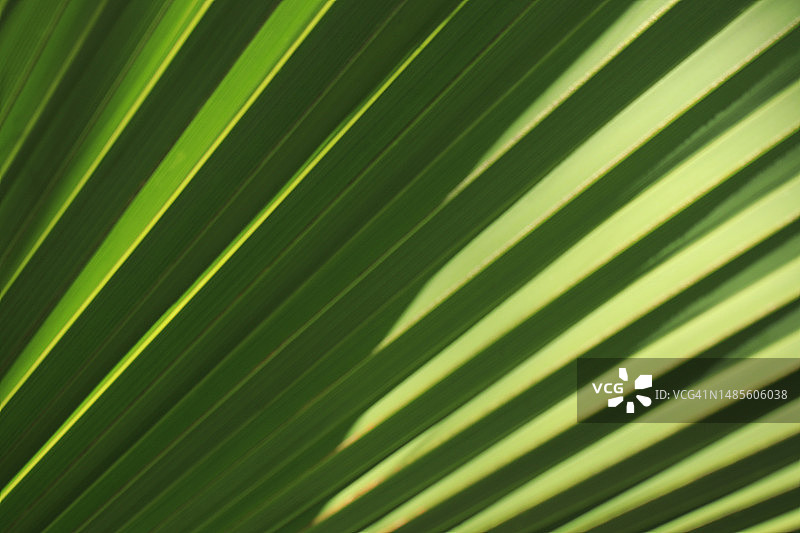 棕榈叶特写图片素材