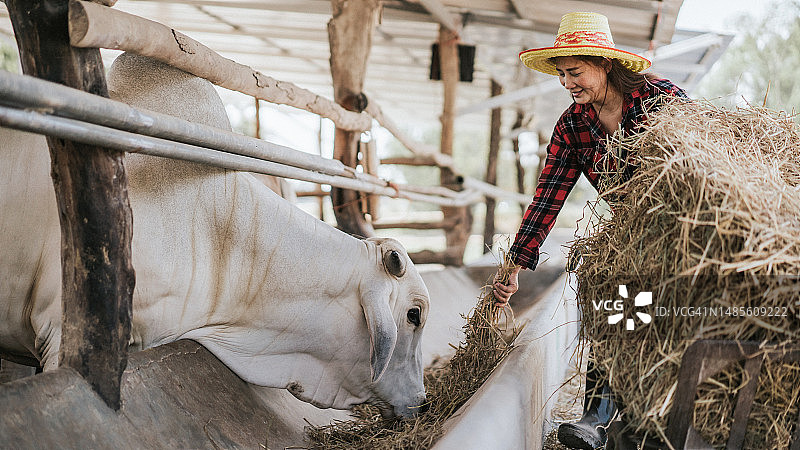 女农民在农场为牛制作稻草准备图片素材