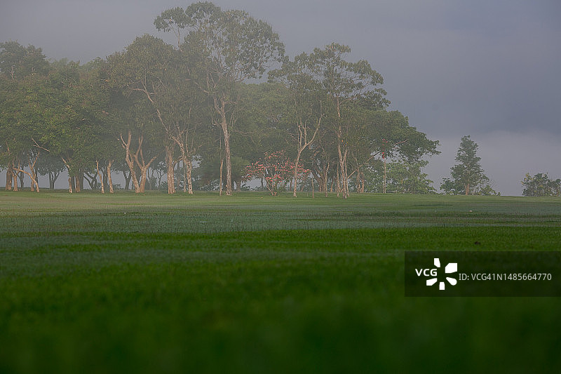 草地上的雾和树木图片素材