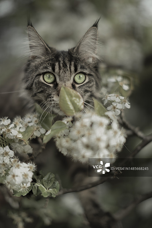 跟踪盛开的鲜花图片素材