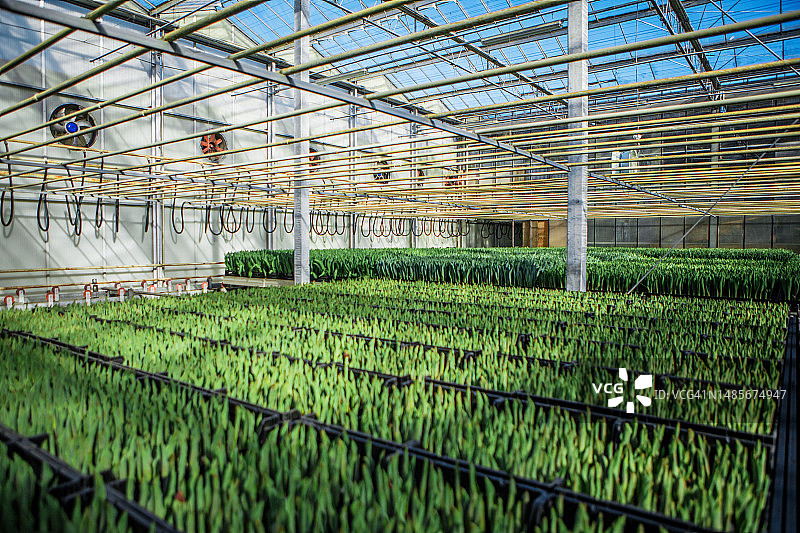 荷兰阿姆斯特丹郁金香温室图片素材