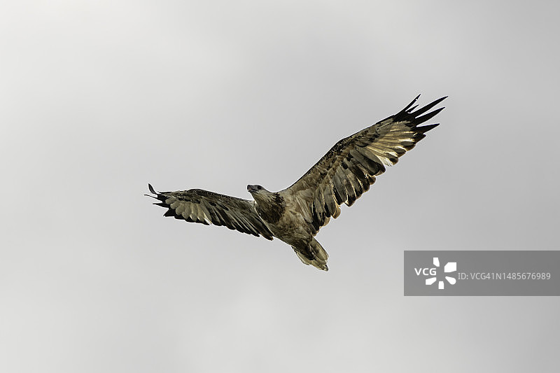 飞行中的幼年白腹海雕，位于澳大利亚新南威尔士州布蒂布蒂国家公园图片素材