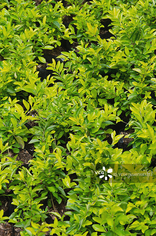 黄金露珠/鸽子浆果/假连翘图片素材