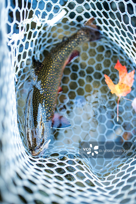 网中缅因河鳟背部的斑点和彩色图片素材