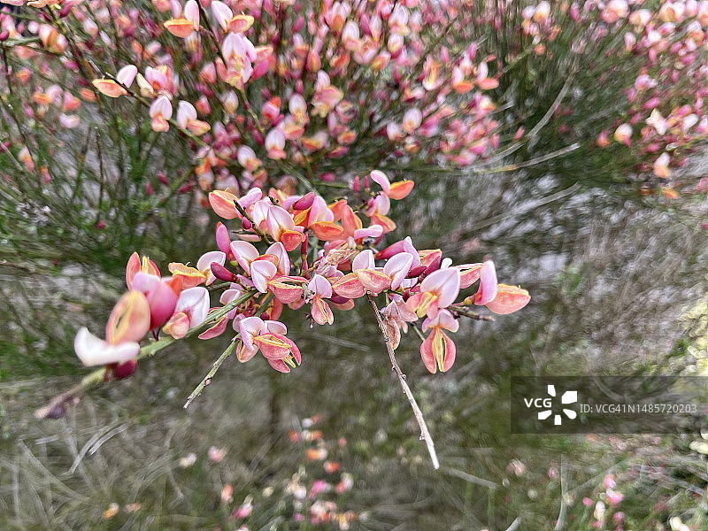 盛开的粉色苏格兰金雀花图片素材