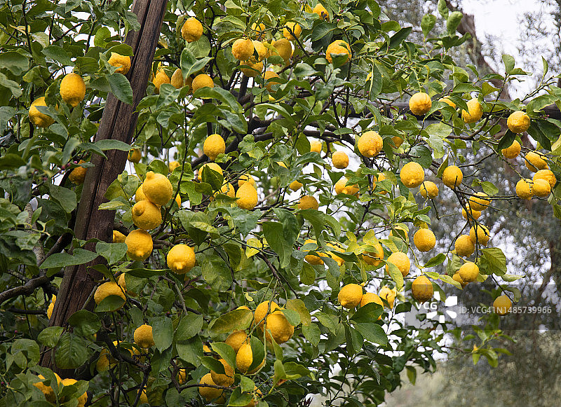 柠檬树图片素材