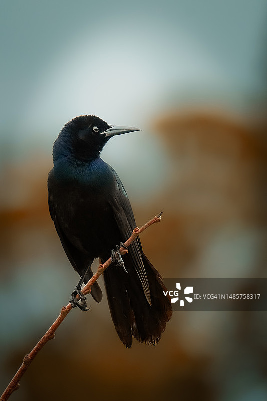 船尾拟八哥图片素材