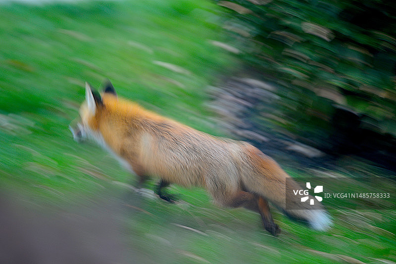 宾夕法尼亚州的红狐图片素材