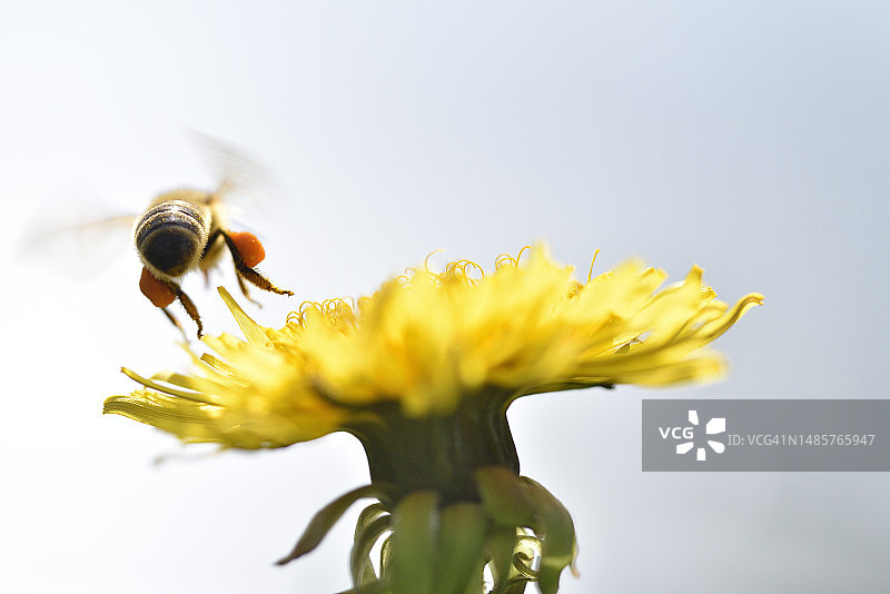 蜜蜂飞舞的蒲公英图片素材