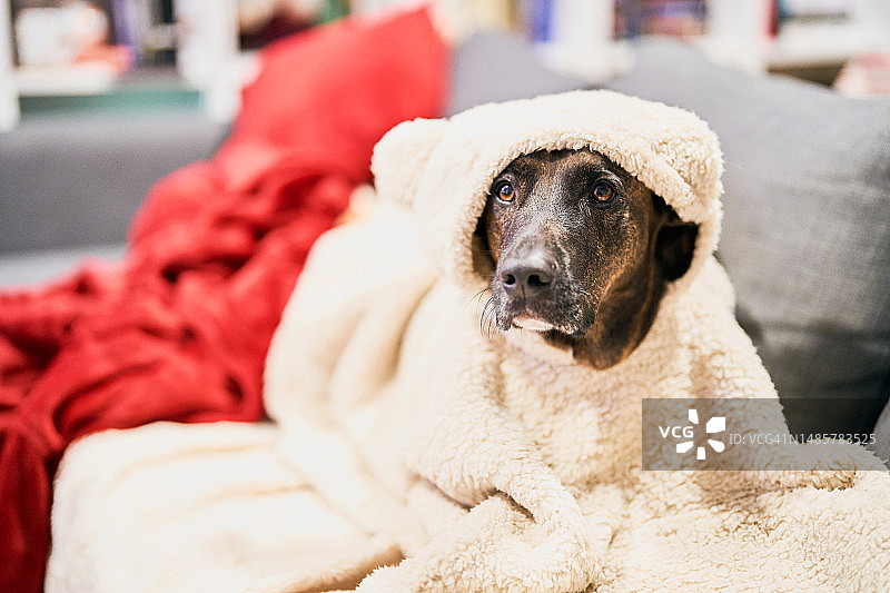 包裹在毯子里的狗狗的特写图片素材