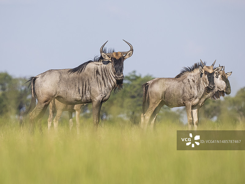 奥卡万戈三角洲的牛羚图片素材