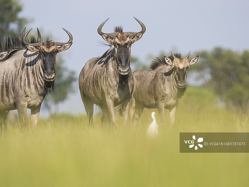 奥卡万戈三角洲的牛羚图片素材