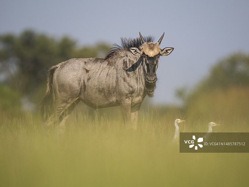 奥卡万戈三角洲的牛羚图片素材