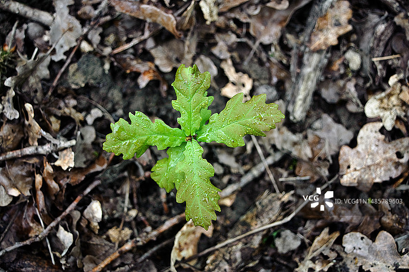 林地中生长的橡树幼苗图片素材