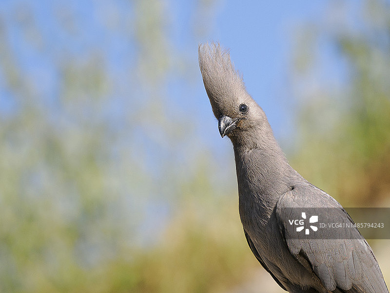 灰色裸眼灰蕉鹃特写图片素材