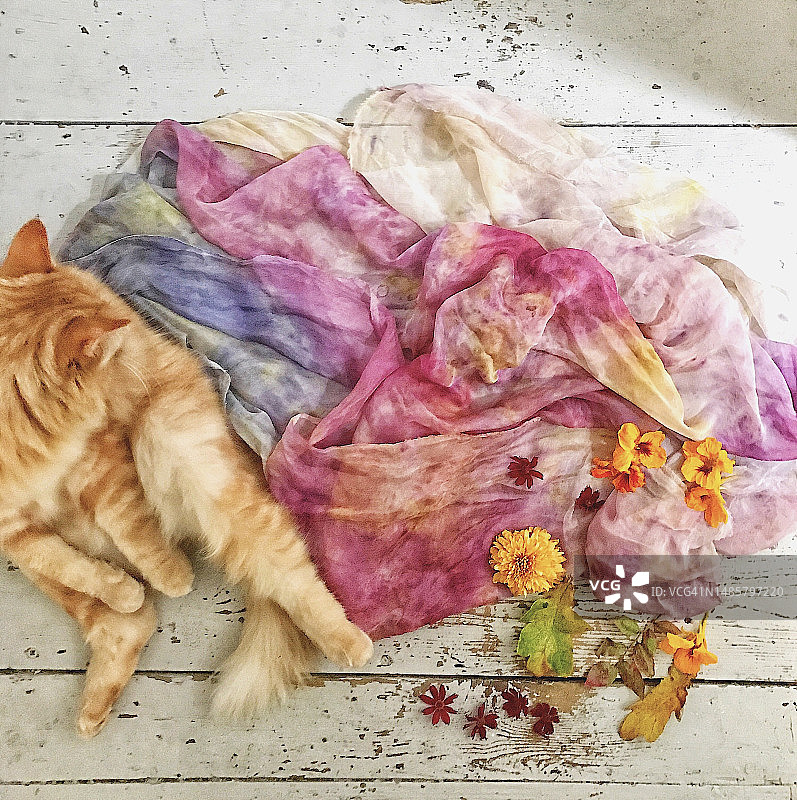 姜黄色猫咪与彩色织物和鲜花图片素材
