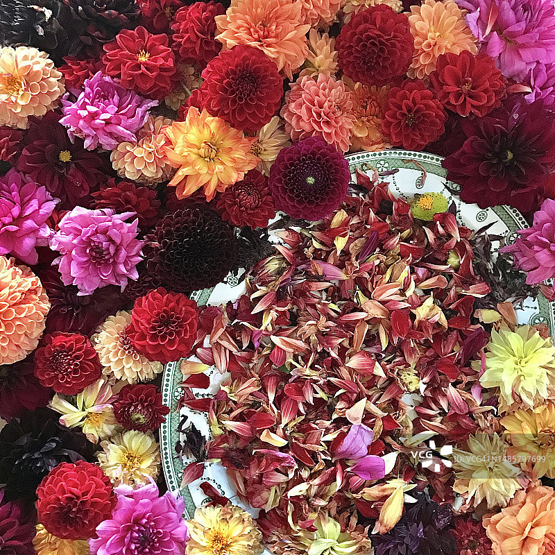 秋季粉红色红色大丽花平铺图片素材