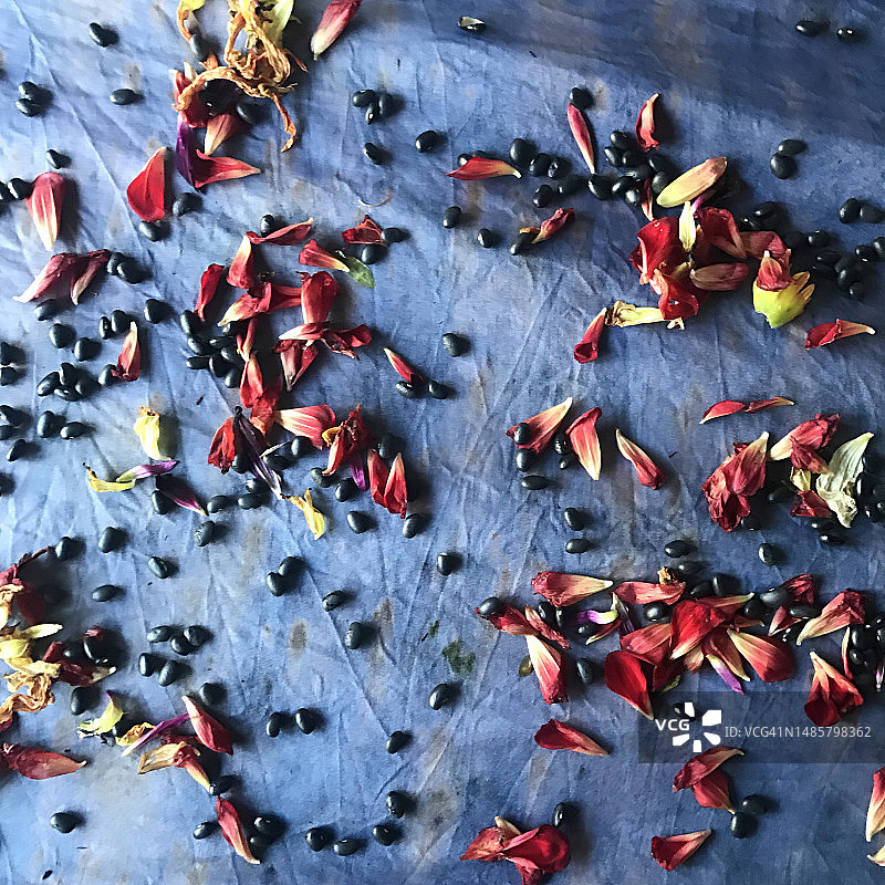 花瓣和黑豆在亮蓝色纺织背景上图片素材