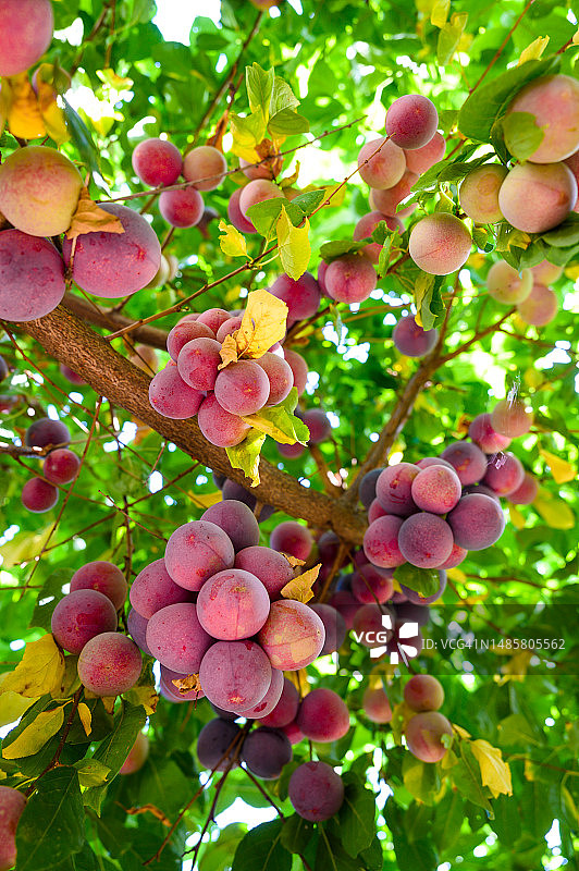 结满李子的树木细节（罗马尼亚奥拉迪亚）图片素材