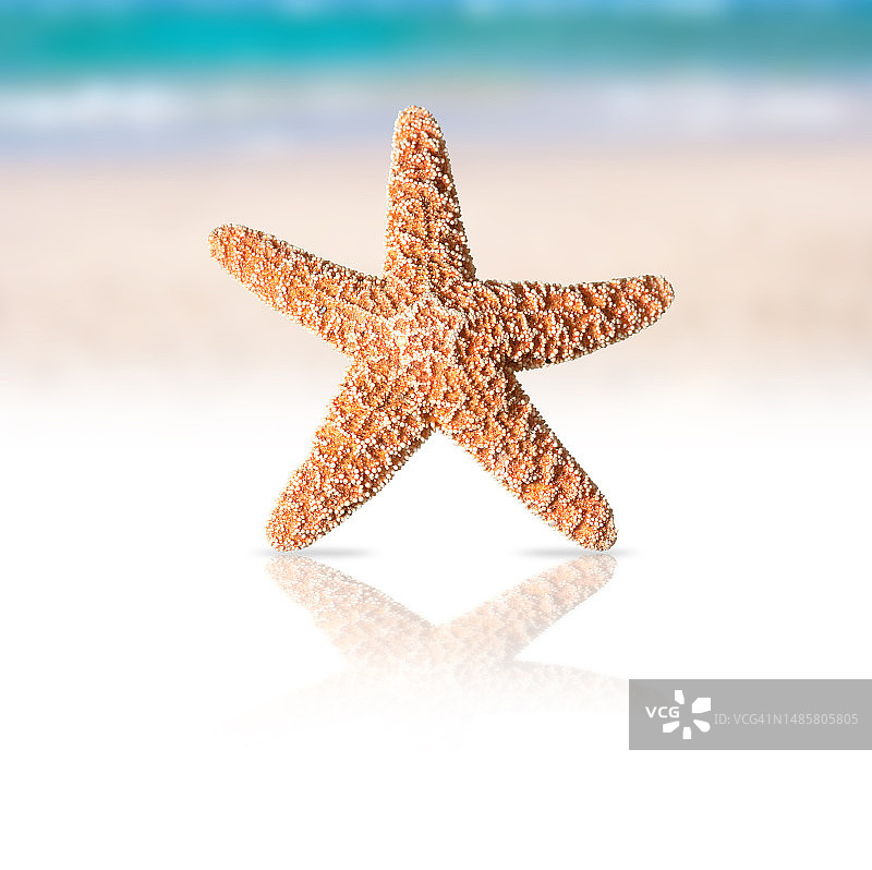 海滩沙滩上的海星特写，罗马尼亚奥拉迪亚图片素材