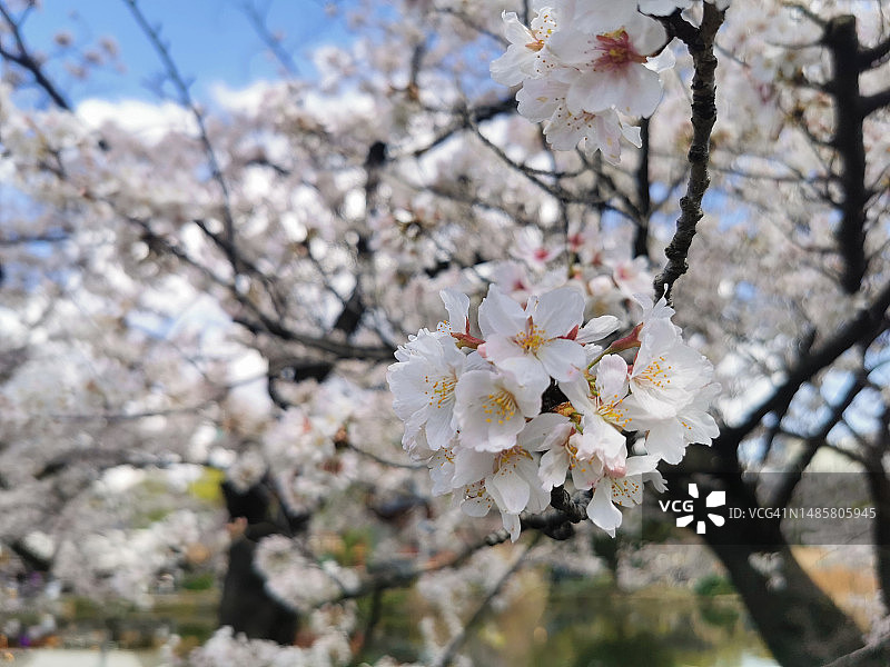 日本东京的春季樱花特写图片素材