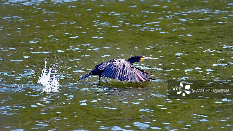 鸬鹚栖息在湖上的高角度视图图片素材