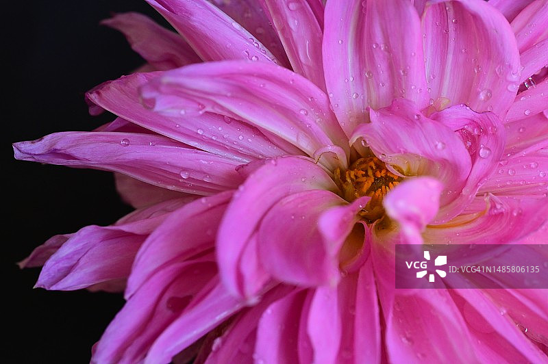 非常漂亮的彩色夏季花在我的花园里，塞尔维亚图片素材