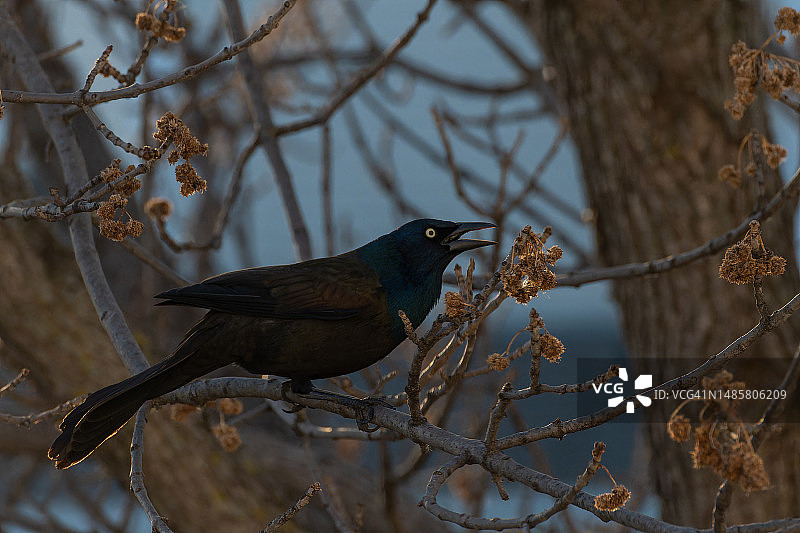 张嘴栖息的美洲拟八哥图片素材